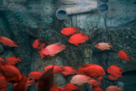 Zed Nelson, United Kingdom, Photographer of the Year, Professional competition, Wildlife & Nature, Sony World Photography Awards 2025 