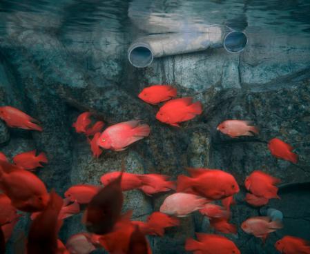 Zed Nelson, United Kingdom, Photographer of the Year, Professional competition, Wildlife & Nature, Sony World Photography Awards 2025 