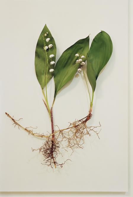 Ulrike Kolb, o.T., Archival Print, 2016